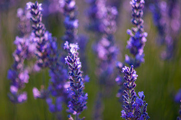 Lavender fields in sunrise , Isparta Turkey