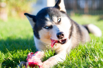 husky dog eat bone