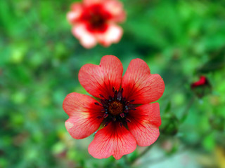 Red flowers