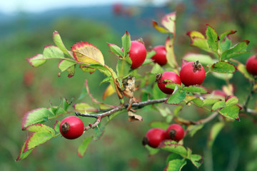 Bacche di Rosa Canina con foglie ed altre bacche