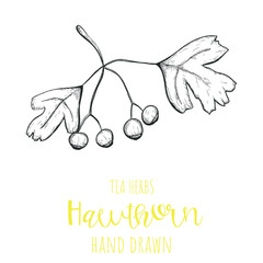 Hawthorn herb hand drawn vector illustration, isolated herbal tea sketch.