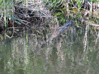 Alligator along Tram Road Trail to Shark Valley Observation Tower in Everglades National Park in Florida