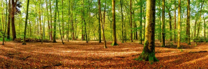 Panorama of a bright forest with big trees, a lot of autumn leaves on the forest floor and sunlight...