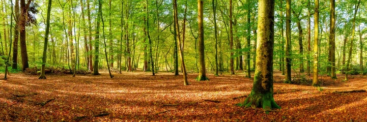 Fotobehang Panorama of a bright forest with big trees, a lot of autumn leaves on the forest floor and sunlight in the background © Günter Albers