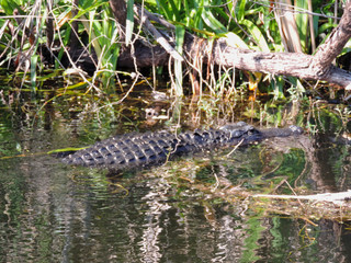 Obraz premium Alligator along Tram Road Trail to Shark Valley Observation Tower in Everglades National Park in Florida