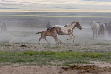 Wild Horses in the Utah Desert in Spring