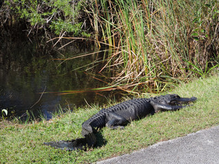 Alligator along Tram Road Trail to Shark Valley Observation Tower in Everglades National Park in Florida