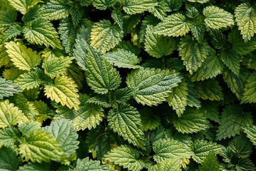 green nettle leaves turning yellow in autumn