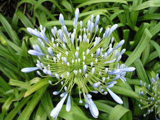 Obraz premium Blaue Blume 2408