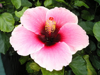 Hibiskus Blüte 2434 © Thula-Photography
