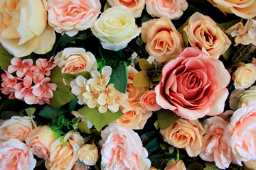 Color rose flowers for background,on the wall.