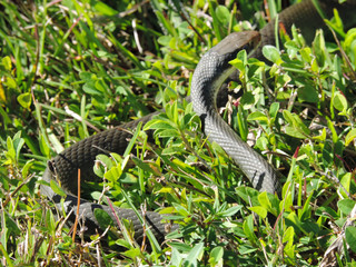 Snake - Tram Road Trail to Shark Valley Observation Tower in Everglades National Park in Florida
