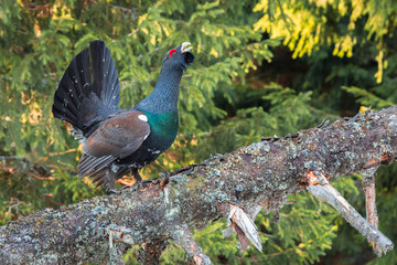 Tetrao urogallus in wild nature in spruce forest, western capercaillie