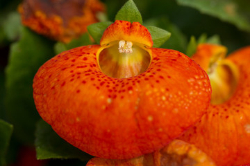 Calceolaria Flower Closeup