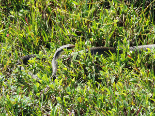 Snake - Tram Road Trail to Shark Valley Observation Tower in Everglades National Park in Florida