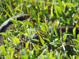 Snake - Tram Road Trail to Shark Valley Observation Tower in Everglades National Park in Florida