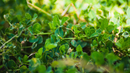 Hojas de plantas verdes con sol 19