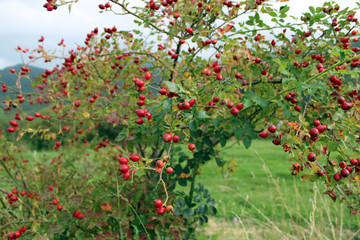 Arbusto di Rosa Canina con bacche rosse