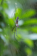 Giant Golden Orb-weaving Spider (Nephila pilipes) female AKA Giant Wood Spider Sinharaja National Park, Sri Lanka