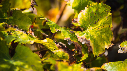 Hojas de plantas verdes con sol 12