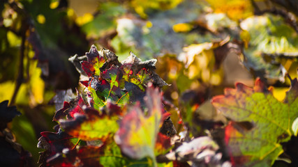 Hojas de plantas verdes con sol 11