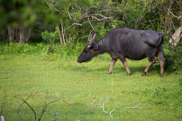 Asian Water Buffalo (Bubalus Bubalis), Yala National Park, Sri Lanka