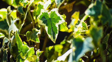 Hojas de plantas verdes con sol 2