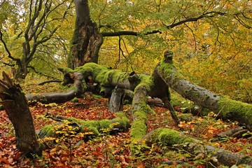 Umgestürzte alte Hutebuche im Halloh
