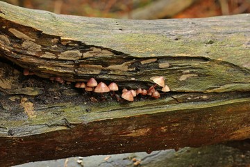 Großer Bluthelmling (Mycena haematopus) an Totholz