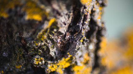 Arbol con musgo amarillo