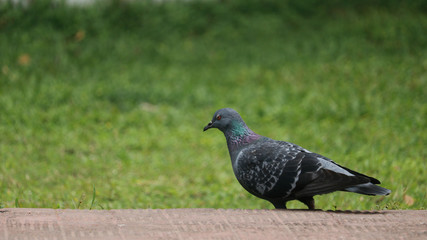 An isolated picture of a pigeon bird with a nice background.