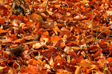 Nasses Buchenlaub im Herbst