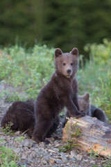Young brown bear cub in the forest. Portrait of brown bear, animal in the nature habitat. Wildlife scene from Europe.