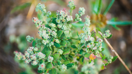 Planta con flores rosas 