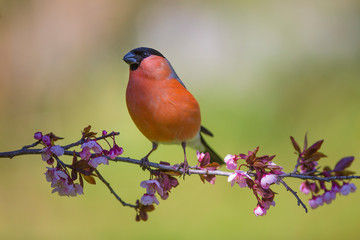  Male eurasian bullfinch (Pyrrhula pyrrhula) on a branch with pink flowers on a beautiful day in...
