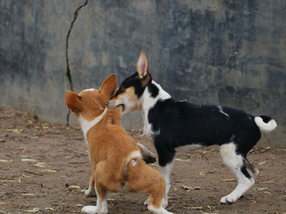 Two dogs are playing or fighting with each other.