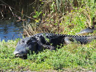 Alligator along Tram Road Trail to Shark Valley Observation Tower in Everglades National Park in Florida
