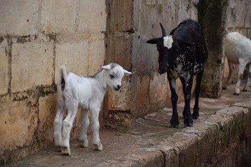 Naklejka na ściany i meble Ziegen in einem Dorf in Afrika