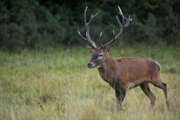 Red deer standing on grass beside tree with forest in background. Wildlife in natural habitat
