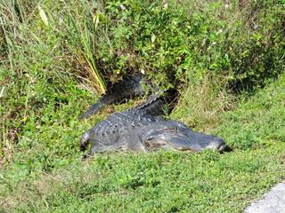 Alligator along Tram Road Trail to Shark Valley Observation Tower in Everglades National Park in Florida