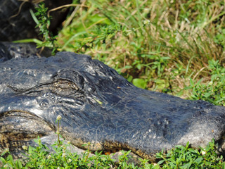 Close Up of an Alligator along Tram Road Trail to Shark Valley Observation Tower in Everglades National Park in Florida