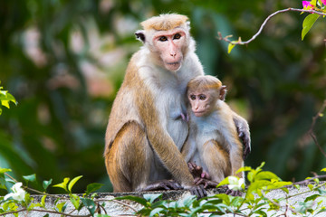 Two cute monkeys (Macaca Sinica) sitting in hug on bamboo in national park of Sri Lanka