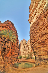 Oaza w wąwozie  zwana guelta na Saharze w Algierii