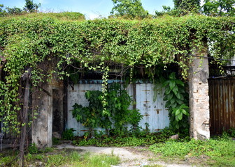 Fototapeta na wymiar Abandoned shopfront covered by plants and trees