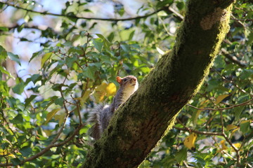 Squirrel on a branch