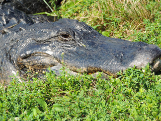 Close Up of an Alligator along Tram Road Trail to Shark Valley Observation Tower in Everglades National Park in Florida