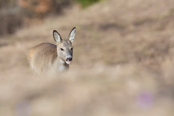 Fototapeta premium Roe deer (Capreolus capreolus)