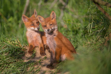 Two red fox cubs posing next to each other