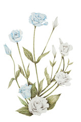 Isolated realistic Eustoma, Lisianthus or Prairie gentian flowers colored pencil drawing on white background
