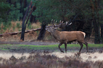 red deer, Cervus elaphus
